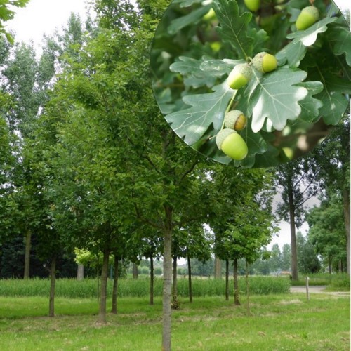 Quercus robur - Harilik tamm C5/5L
